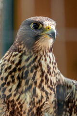 Close-up of a bird of prey sitting behind the bars of a cage