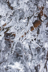 Fototapeta premium Snow on the frozen branches at winter 