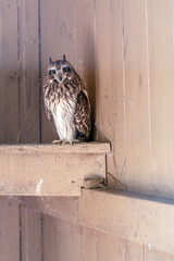 Photo owl in a cage. Keeping birds of prey in captivity.