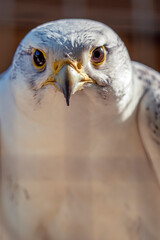 Close-up of a bird of prey sitting behind the bars of a cage