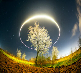 Night aerial photo with a drone - it flies in a circle around a blooming spring tree against the...