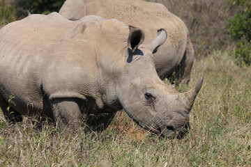 Fototapeta premium Breitmaulnashorn / Square-lipped rhinoceros / Ceratotherium Simum