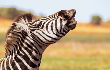 zebra © Gerdus