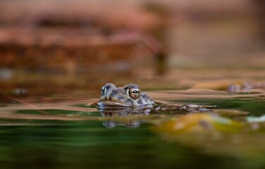 frog