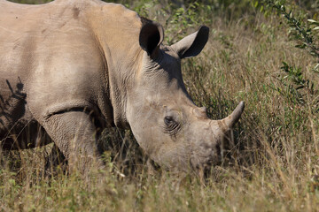 Breitmaulnashorn / Square-lipped rhinoceros / Ceratotherium Simum
