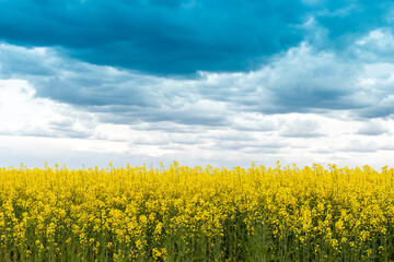 Yellow rapeseed grows in the field to produce rapeseed oil, animal feed and biodiesel.	