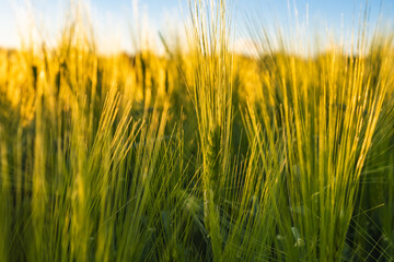 Green field in rural area. Landscape of agricultural cereal fields. Aerial view