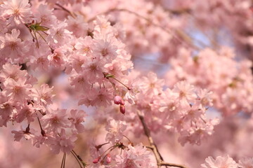 春の桜の花／日本・京都の風景