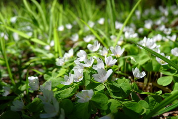 white oxalis flowers in spring