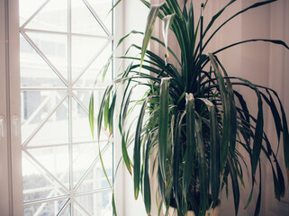 bright interior in the premises of a business center with large indoor flowers