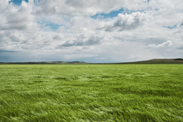 Green wheat fields