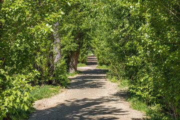 Fototapeta premium Brown path is in a green deserted summer park