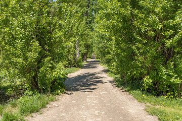 Fototapeta na wymiar Brown path is in a green deserted summer park