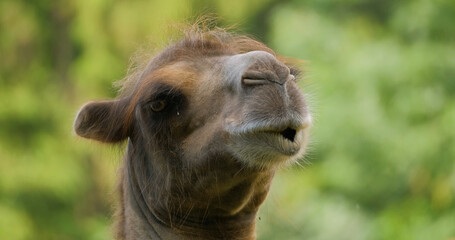 Close up portrait of camel 