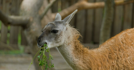 close up of lama eat grass