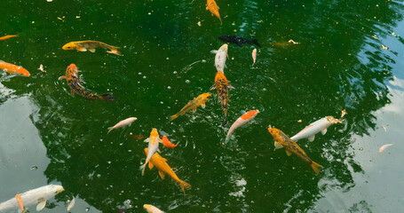 Koi fish in the green pond 