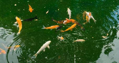 Koi fish in the green pond 