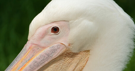 close up of pelican portrait