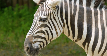 Fototapeta na wymiar close up portrait of zebra 