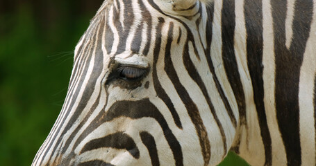 Fototapeta na wymiar close up portrait of zebra 