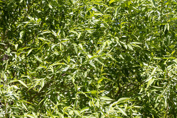 Texture of willow tree with green fresh leaves and buds is in a park in spring