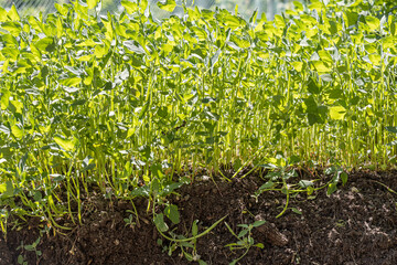 Beautiful horizontal texture of green quinoa grass with brown soil is in summer