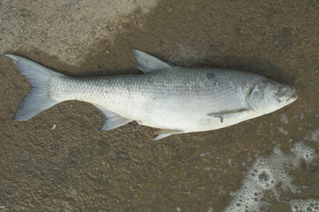 dead fish