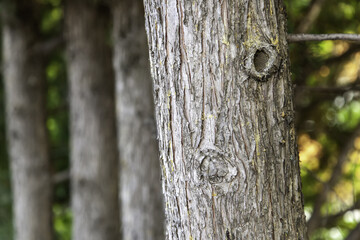 Tree with bark in a forest
