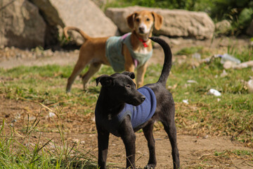 perros callejeros bien vestidos parecen maniquís