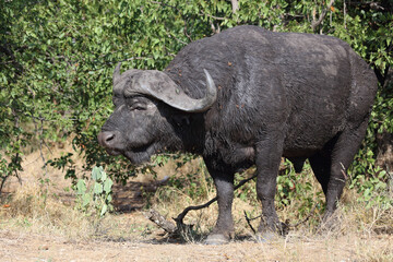 Obraz premium Kaffernbüffel / African buffalo / Syncerus caffer