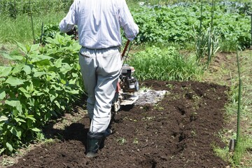 A scene of soil preparation in a kitchen garden with a walking cultivator.