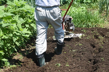 A scene of soil preparation in a kitchen garden with a walking cultivator.