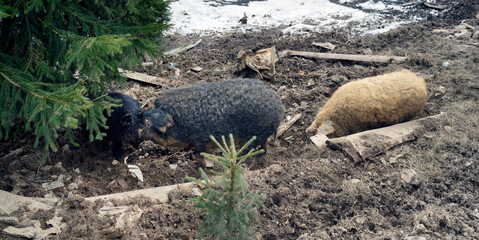 Mangalitsky, mangalitsa breed pig