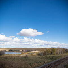 Fototapeta premium trees