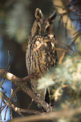 owl in the wild