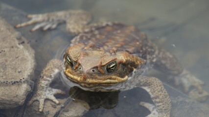 The cane toad (Rhinella marina), sometimes known as the 