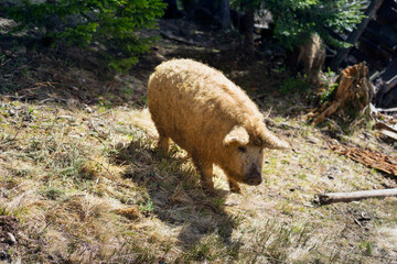 Mangalitsky, mangalitsa breed pig