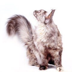 A Maine Coon cat with a fluffy tail on a white background. Tortoiseshell color, large calm cat