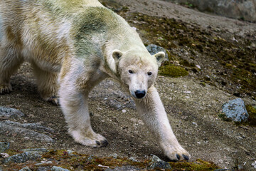 Polar bear on a rock