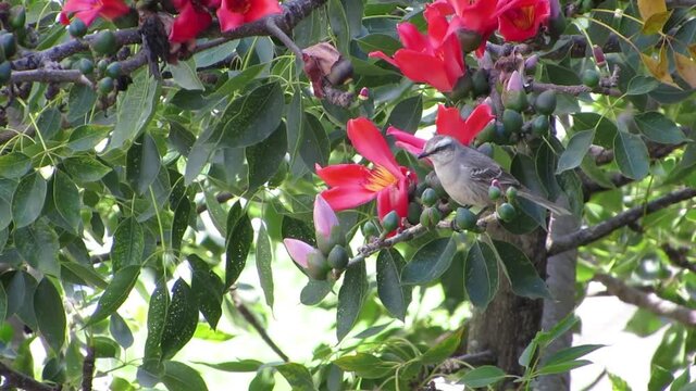 Tiny birds on Vibrant cotton tree flowers (Bombax ceiba).  Tropical climate trees: Red silk-cotton. 