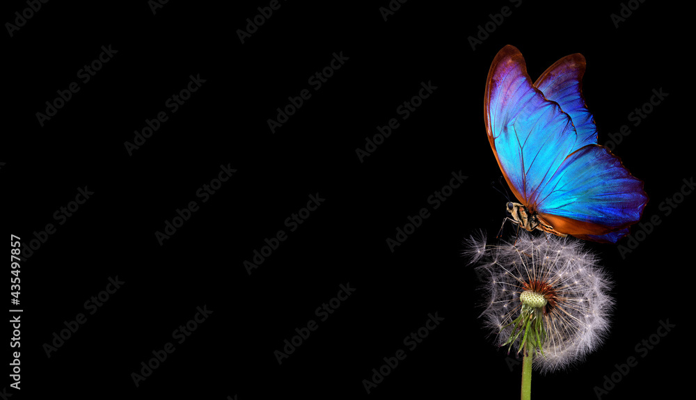 Poster bright blue morpho butterfly on dandelion seeds isolated on black. close up. blue butterfly on white
