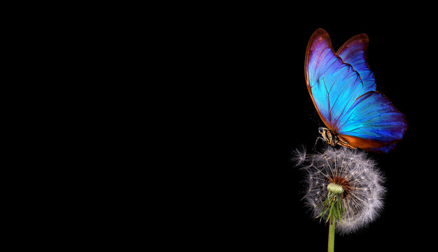 Fototapeta bright blue morpho butterfly on dandelion seeds isolated on black. close up. blue butterfly on white fluffy dandelion. copy space