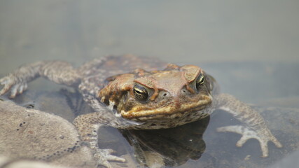 The cane toad (Rhinella marina), sometimes known as the 