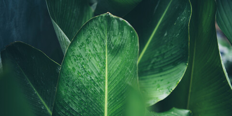 green leaf of tropical forest plant living in nature garden, exotic jungle foliage background, palm...