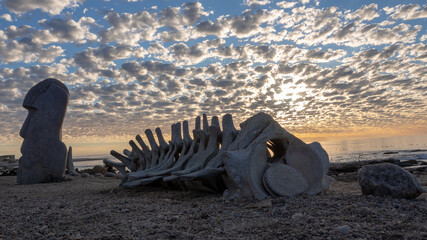 Partial skeleton of a whale on the beach. The ocean is in the background with pockets of white...