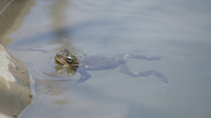 The cane toad (Rhinella marina), sometimes known as the 