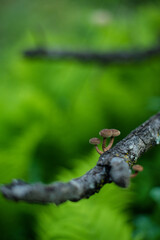 Forest Mushroom