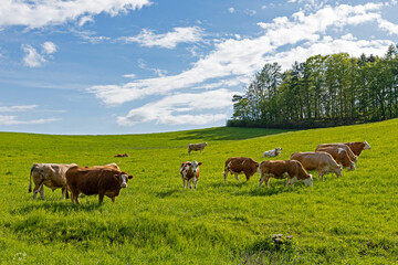 landscape with green grass and cows