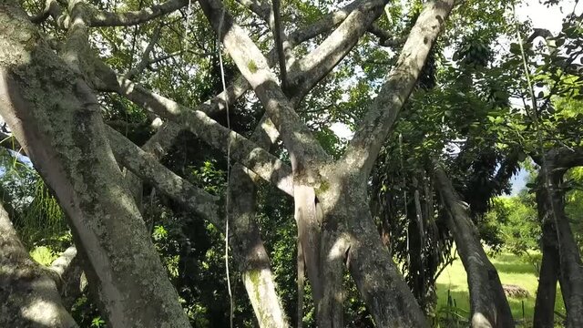 &Aacute;rbol de caucho o l&aacute;tex , Hevea brasiliensis, Magnoliopsida, jacio del Orinoco