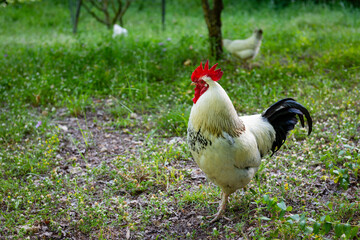 Domestic rooster in the field